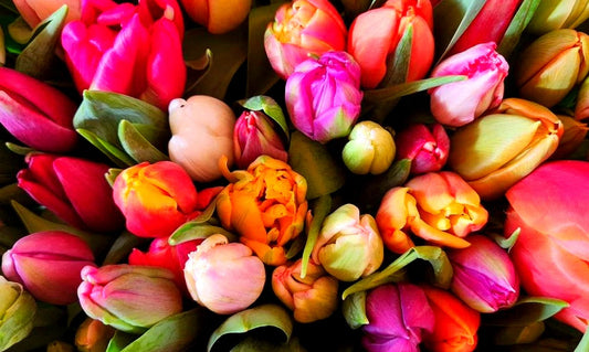 Bonne Saint-Valentin ! La personne qui vous a offert ces tulipes vous aime fort.